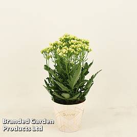 Kalanchoe Sunny White