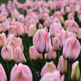 Tulip Bella Blush