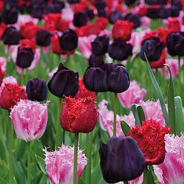 Tulip Berry Sorbet