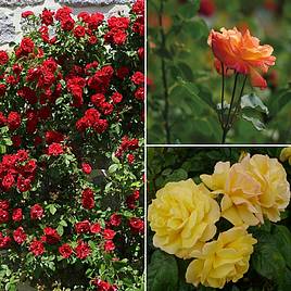 Rose Climbing Collection