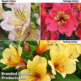 Alstroemeria Valley Collection (Summer Paradise Series)