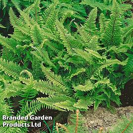 Polystichum polyblepharum