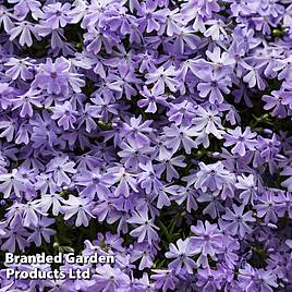 Phlox subulata Emerald Cushion Blue