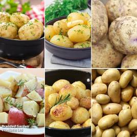 Potato Customer Favourites Collection