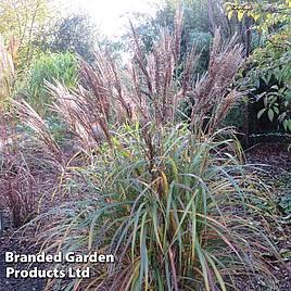 Miscanthus sinensis Volcano