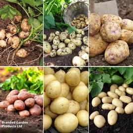 Potato Favourites Collection