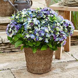 Hydrangea macrophylla Lady Mata Hari Blue (Royalty Collection)