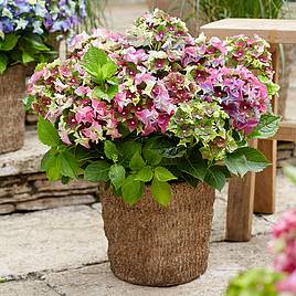 Hydrangea macrophylla Lady Mata Hari Pink (Royalty Collection)