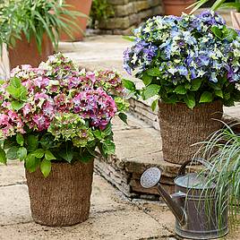 Hydrangea macrophylla Lady Mata Hari Duo (Royalty Collection)