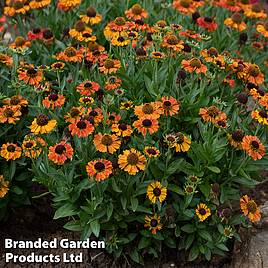 Helenium Short n Sassy