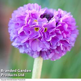 Primula denticulata