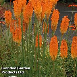 Red Hot Poker Mango Popsicle