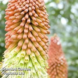 Kniphofia uvaria Mixed Hybrids