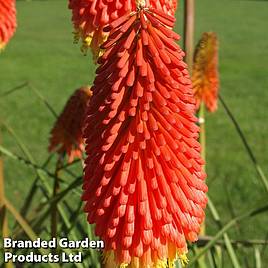 Red Hot Poker Papaya Popsicle