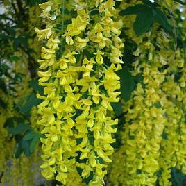 Laburnum anagyroides