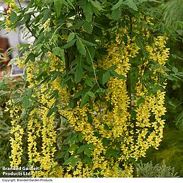 Laburnum x watereri Vossii