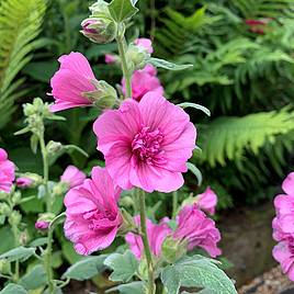 Lavatera Princess Pink