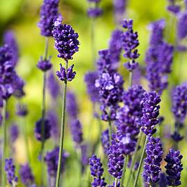 15+ Faux Lavender Plant