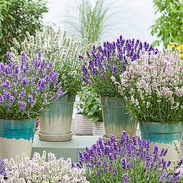 Lavandula BeeZee Trio Collection