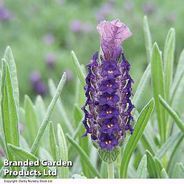 Lavender Devonshire Compact