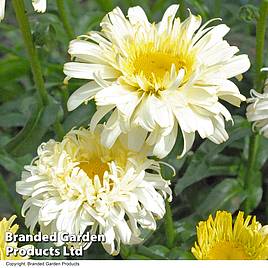 Leucanthemum Superbum Real Charmer