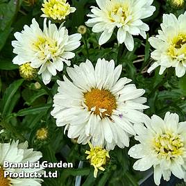 Leucanthemum Victorian Secret