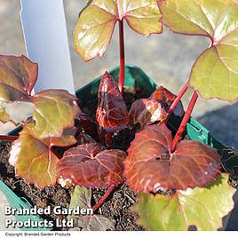 Ligularia dentata Midnight Lady