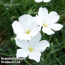 Linum perenne White