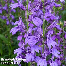 Lobelia speciosa Fan Blue