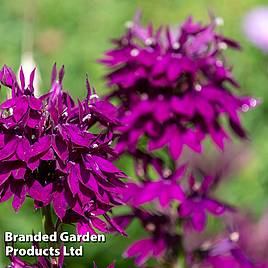 Lobelia Hadspen Purple