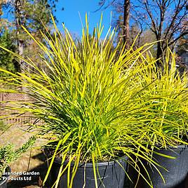 Lomandra longifolia Miners Gold