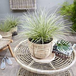 Lomandra White Sands