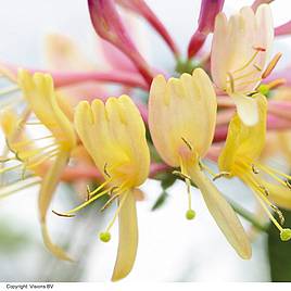 Lonicera heckrottii American Beauty