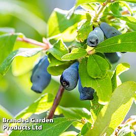 Lonicera kamtschatica Myberry Sweet