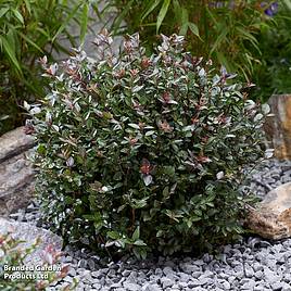 Lonicera nitida Garden Clouds Purple Storm