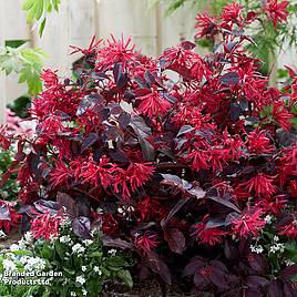 Loropetalum chinense var. rubrum Ever Red