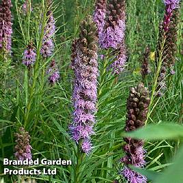 Liatris spicata Floristan Violet