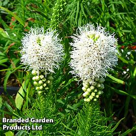 Liatris spicata Floristan White