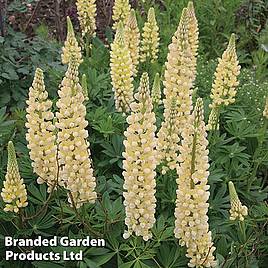 Lupin Chandelier