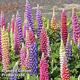 Lupin Gallery Dwarf Mix