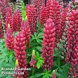 Lupin Gallery Red