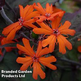 Lychnis x arkwrightii Orange Zwerg