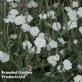 Lychnis coronaria Alba