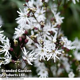 Lychnis flos-cuculi White Robin (Marginal Aquatic)