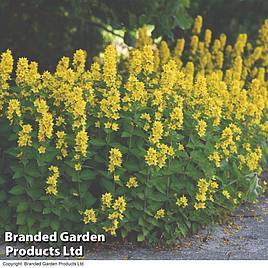 Lysimachia punctata