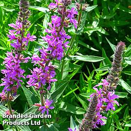 Lythrum virgatum Rosy Gem