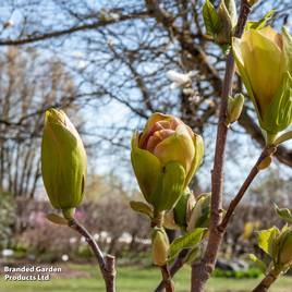 Magnolia Sunsation