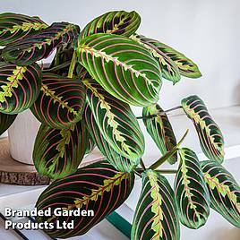 Maranta leuconeura Fascinator