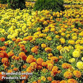 Marigold Marvel Mix