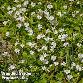 Mazus reptans Alba